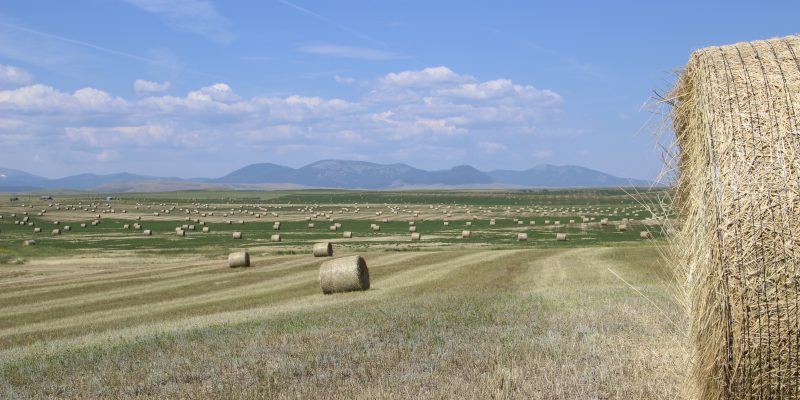 Conrad Agrar Consulting Rundballen in Montana
