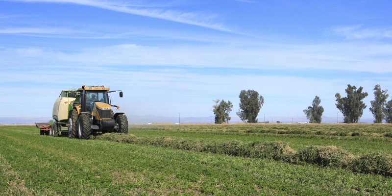 Conrad Agrar Consulting Heuernte in Kalifornien